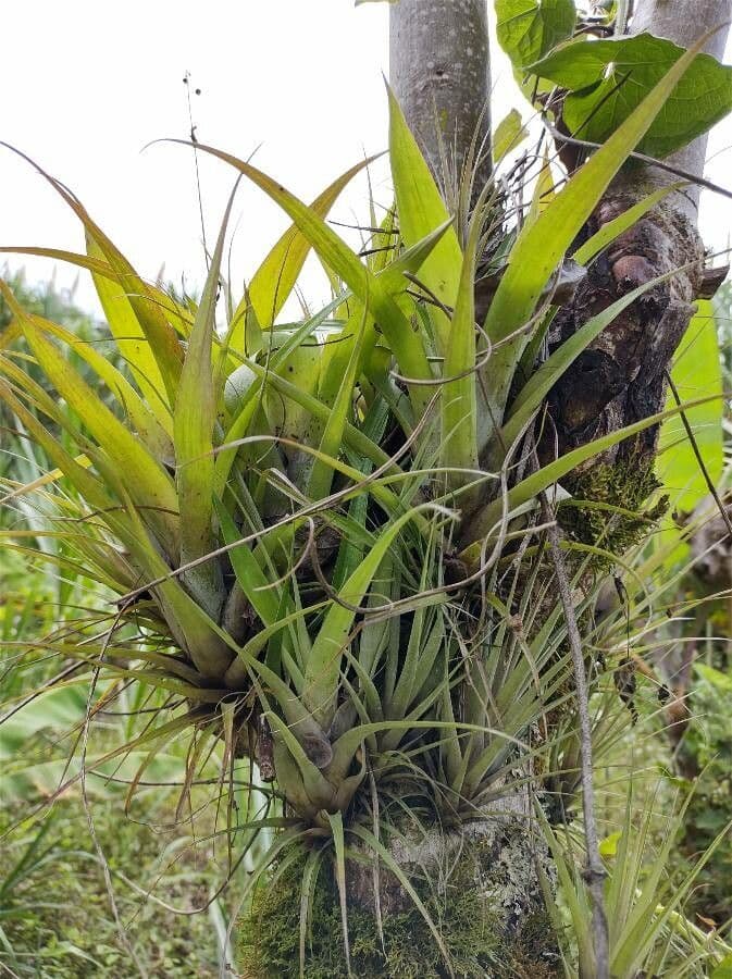 Tillandsia utricolata 15