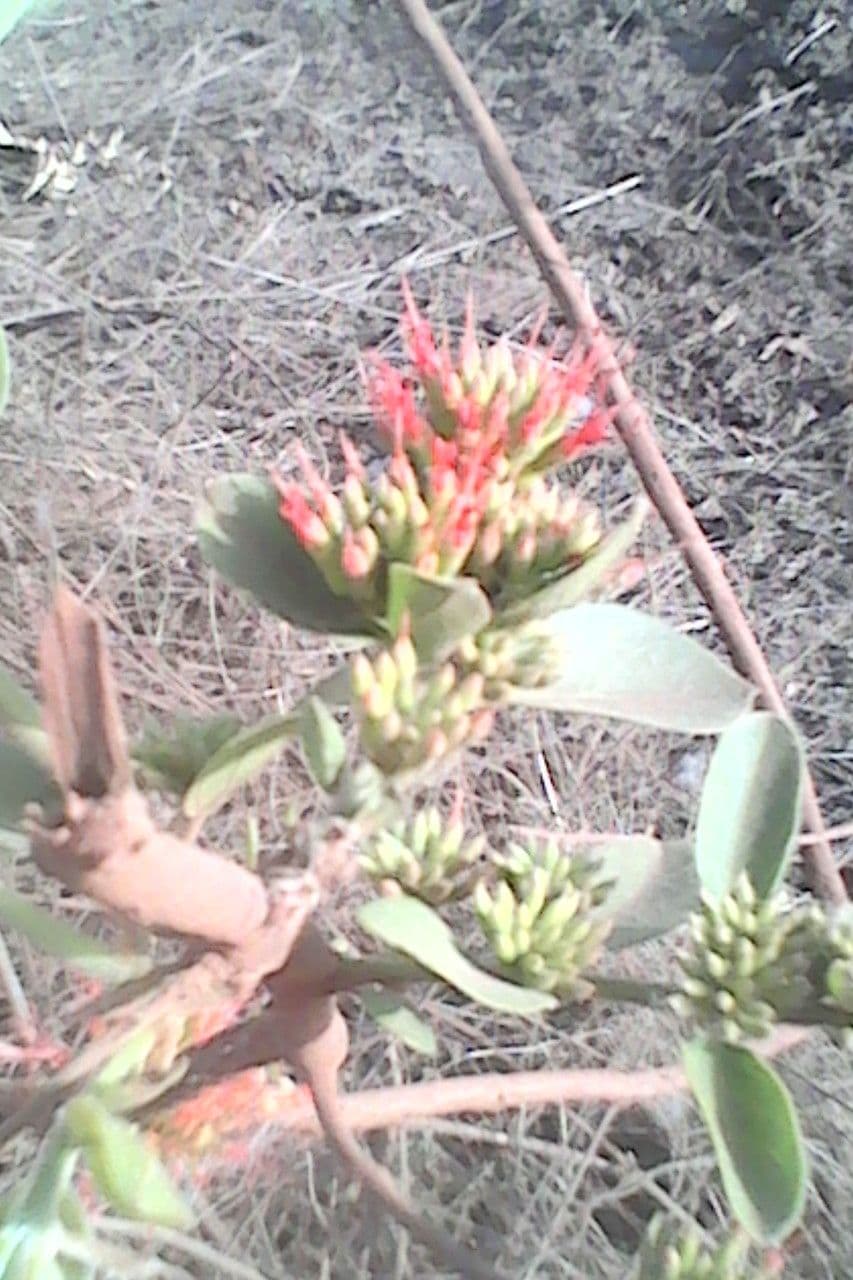 Combretum paniculatum 2