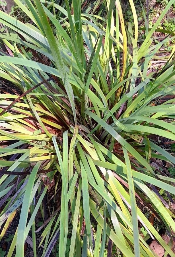 Sisyrinchium 4