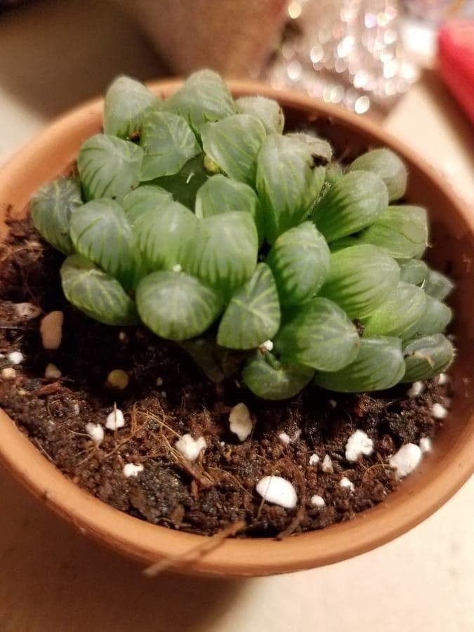 Haworthia 15