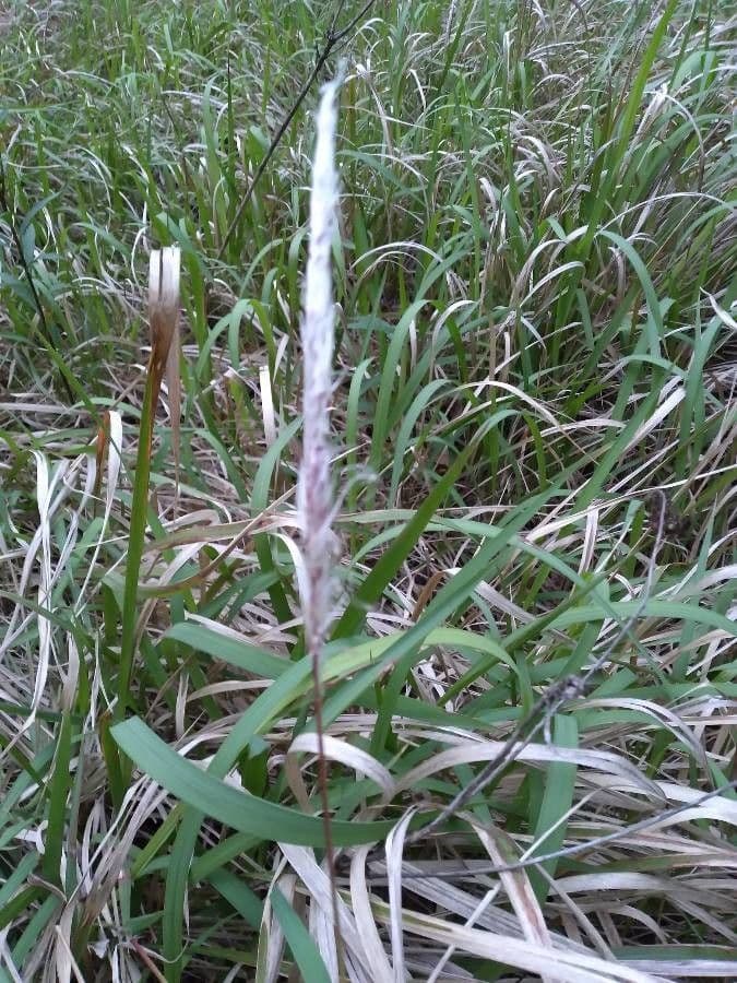 Sourgrass 12