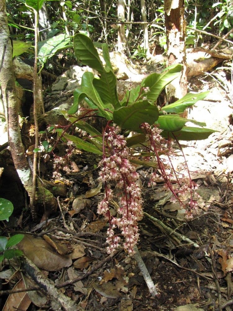 Acropogon