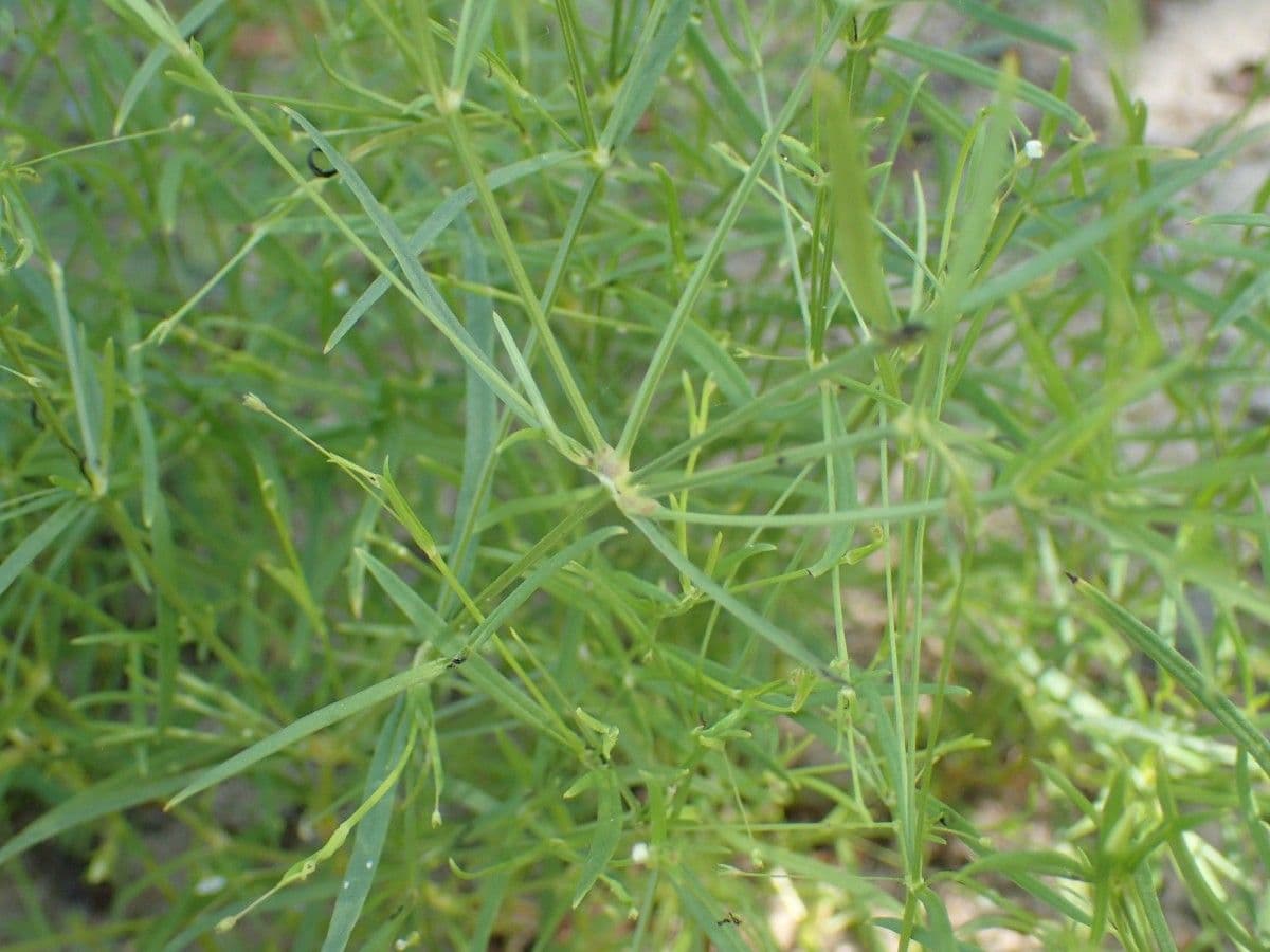 Oldenlandia 19