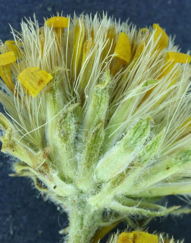 Pyrrocoma uniflora 4