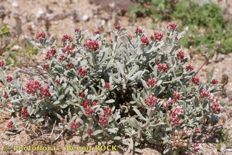 Strohblume 7