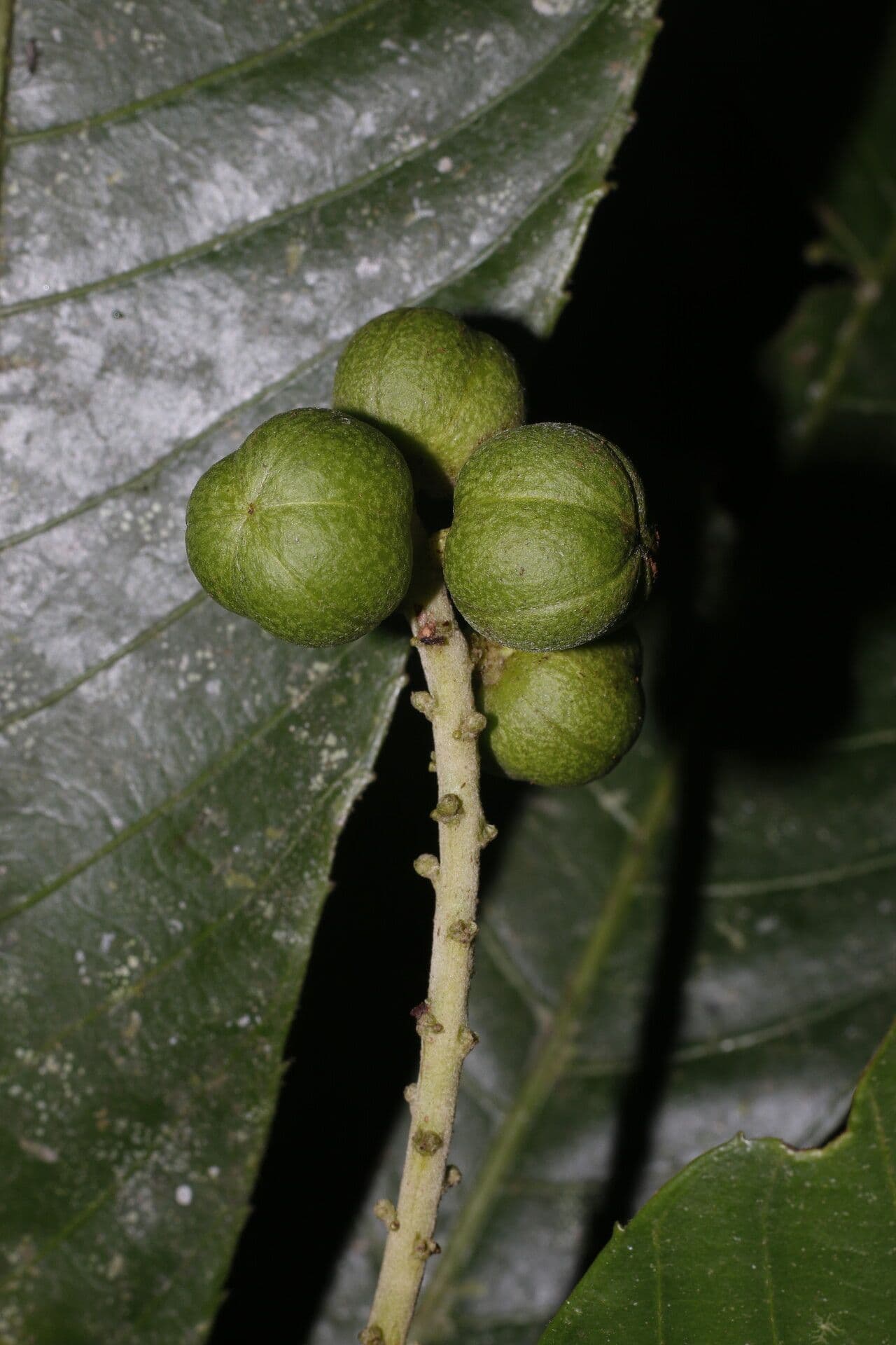 Pausandra