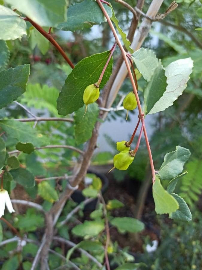 Maiglöckchenbaum 2