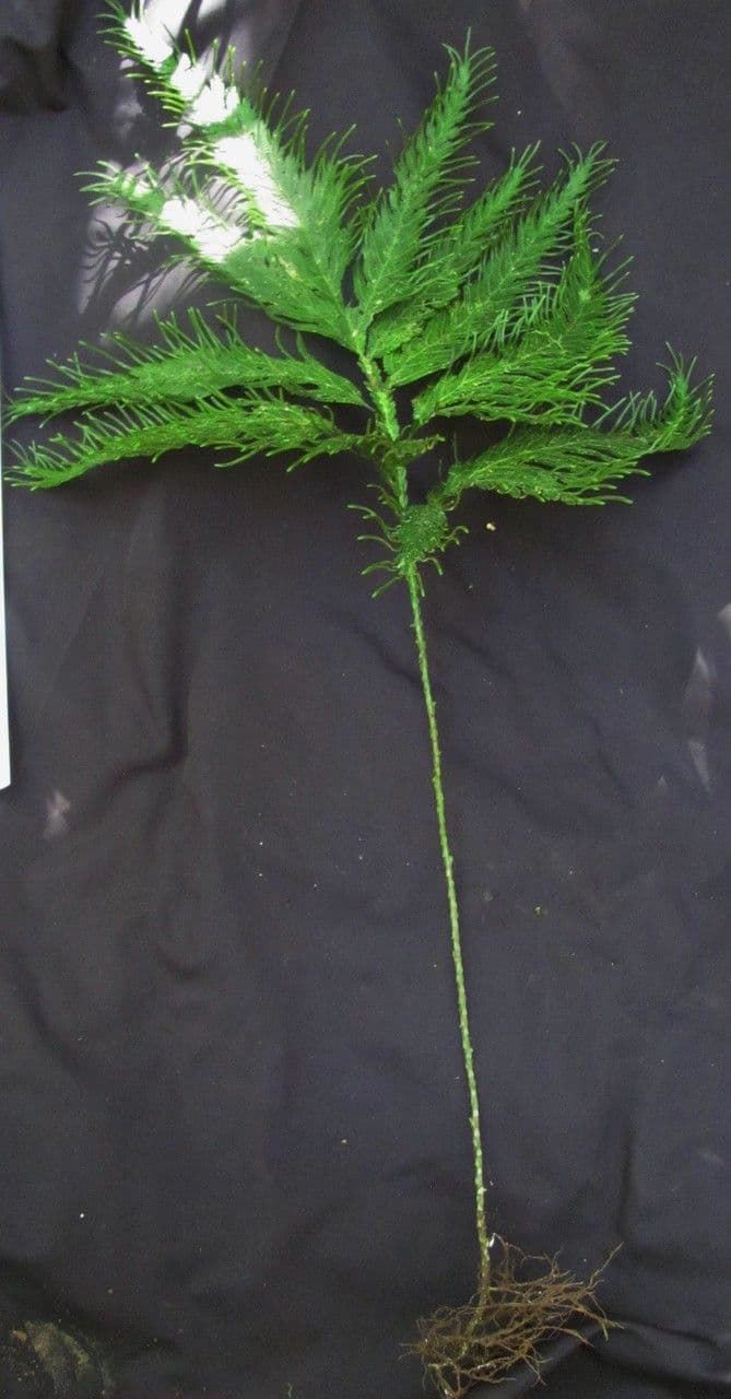 Selaginella oaxacana 7