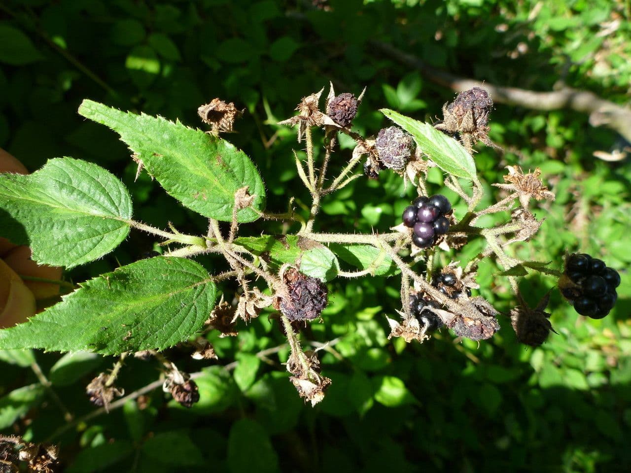 Rovo 2