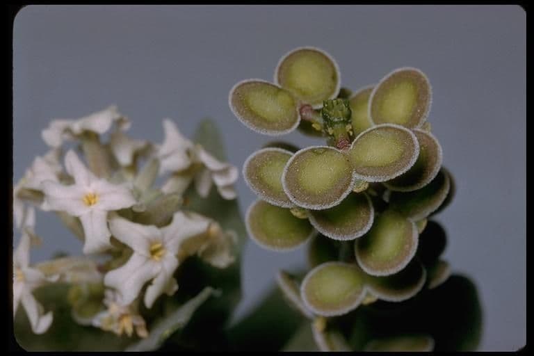 Dithyrea californica 3
