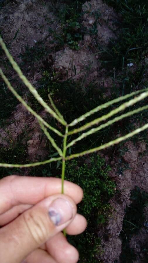 Paspalum scrobiculatum 7