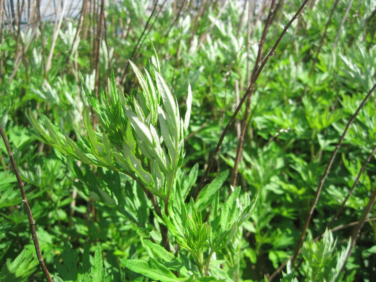 Bylica Verlota 29