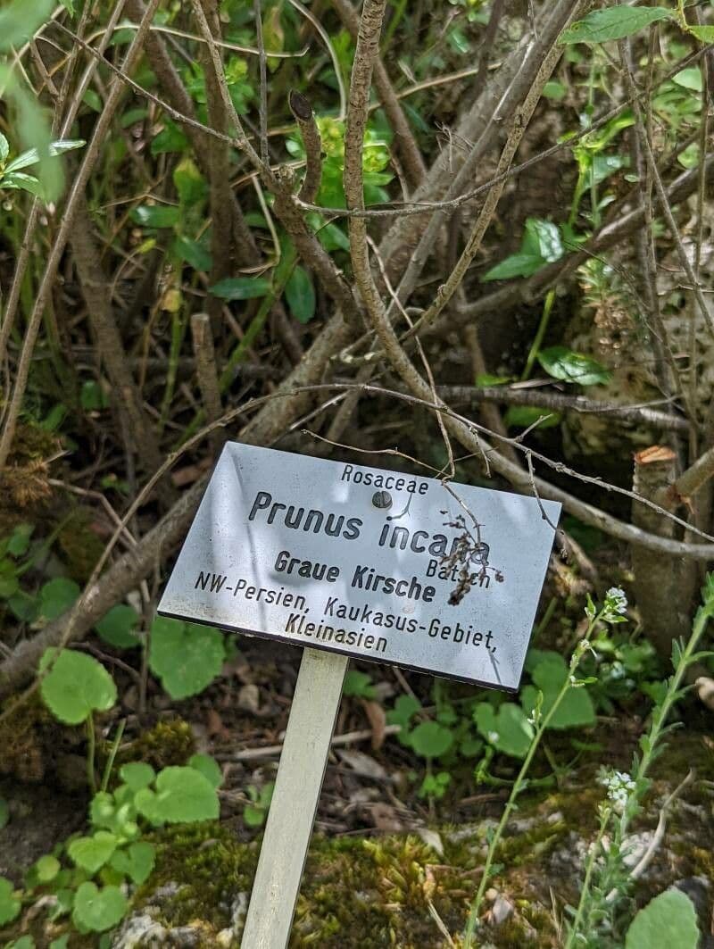 Čerešňa vŕbová 20