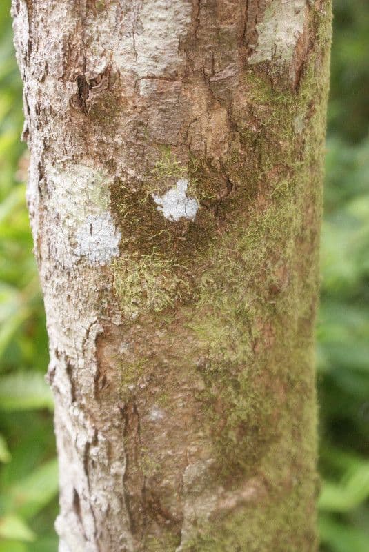 Syzygium 13