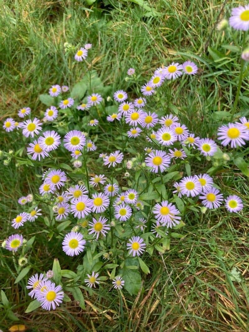 Fleabane piękny 11