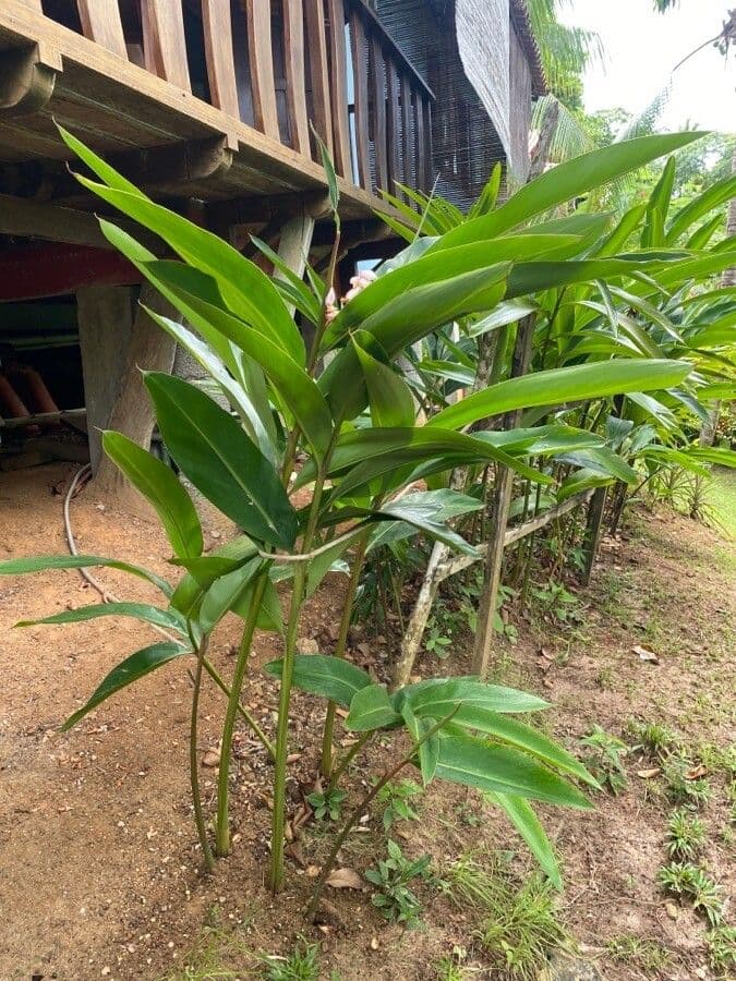 Alpinia zerumbet 28
