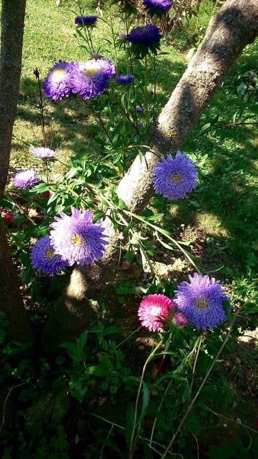 Callistephus chinensis 13