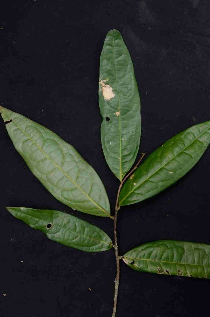Duguetia 3