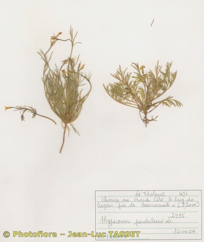 Hängendes Kränzelkraut 9