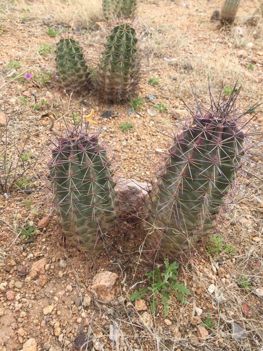 Cactus calice di rosa 10