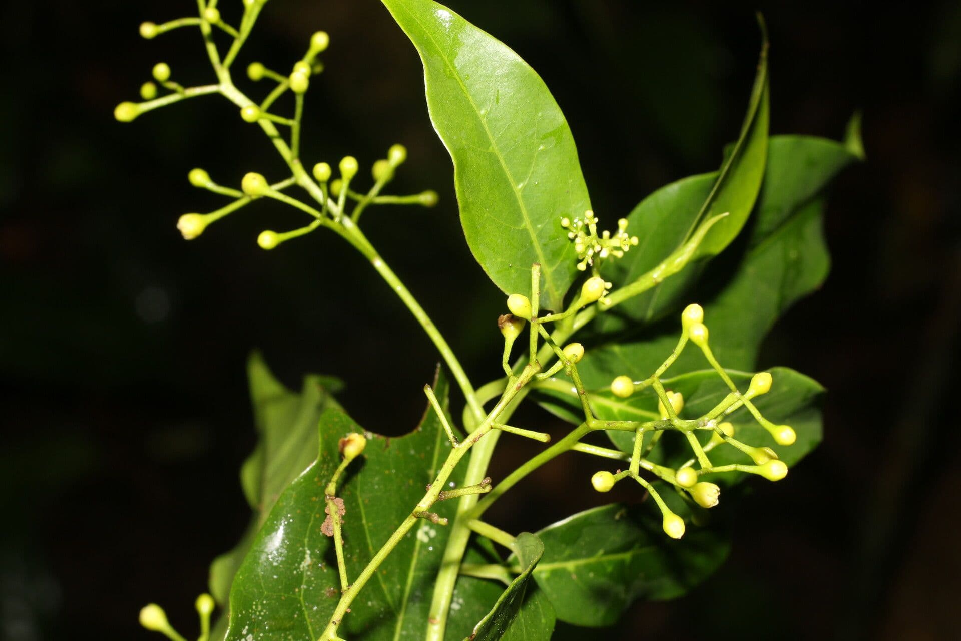 Ocotea 9