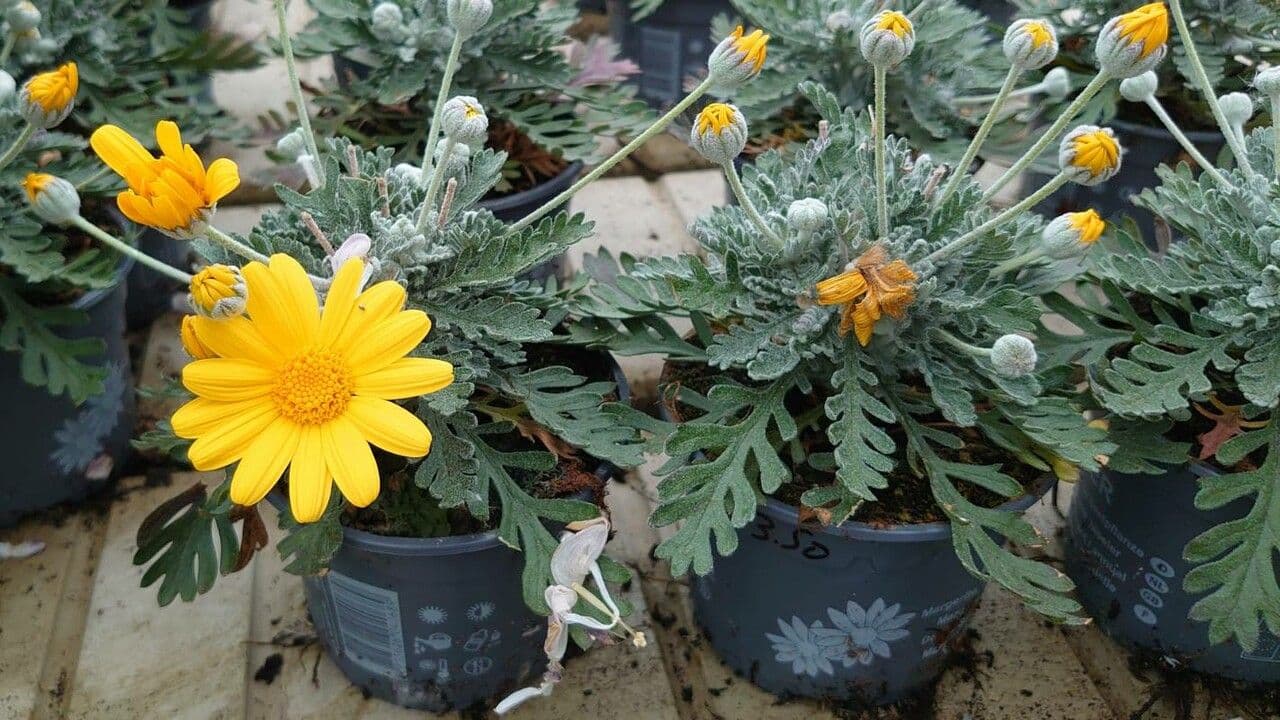 Euryops 8