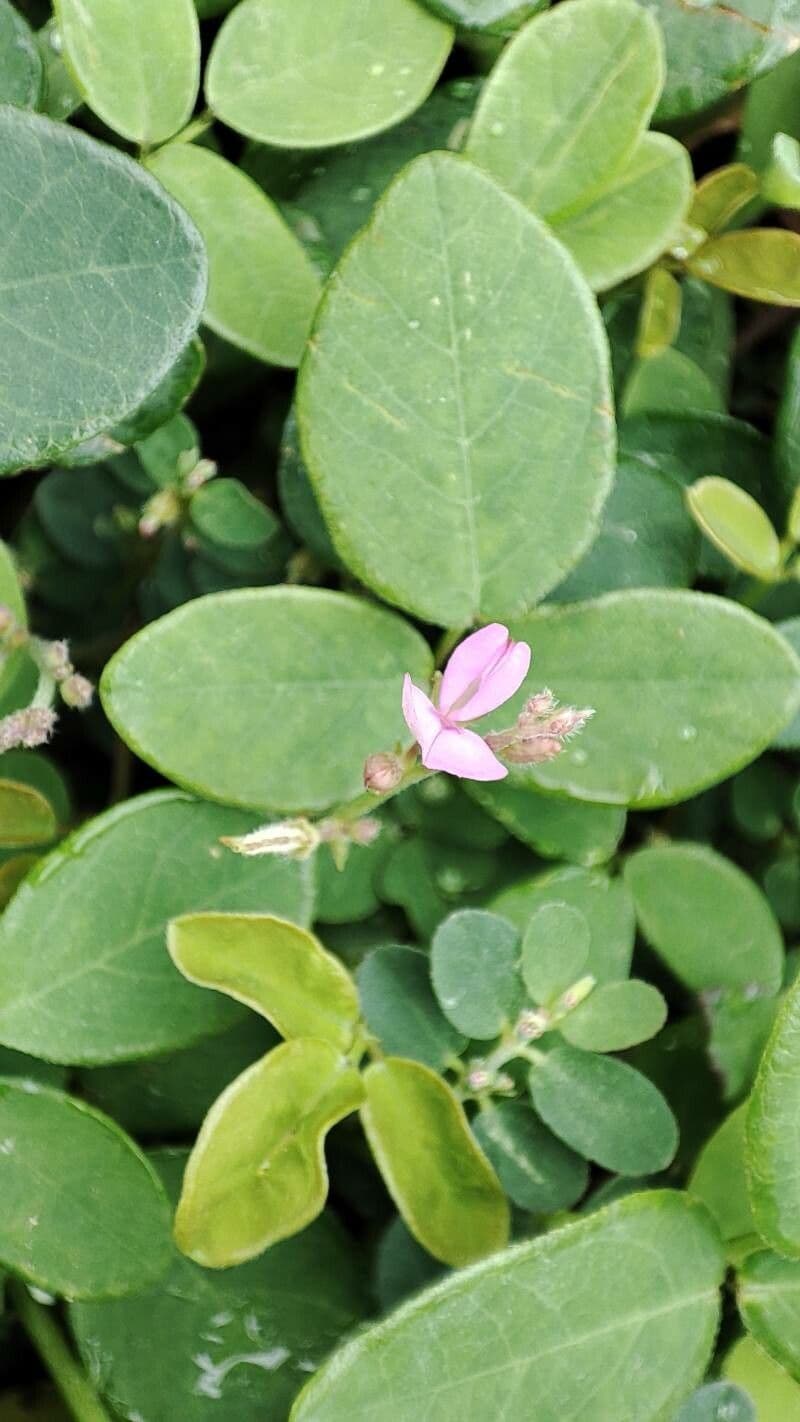 Desmodium scorpione