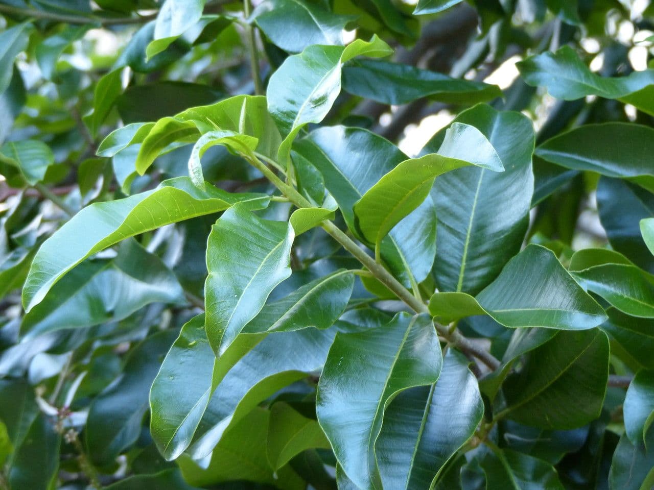 Calodendrum 18