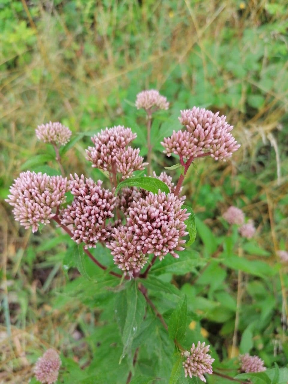 Eupatorio 29