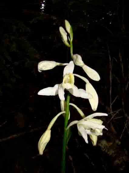 Orchidea 5