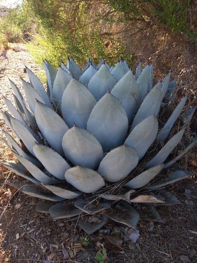 Agave di Parry 12
