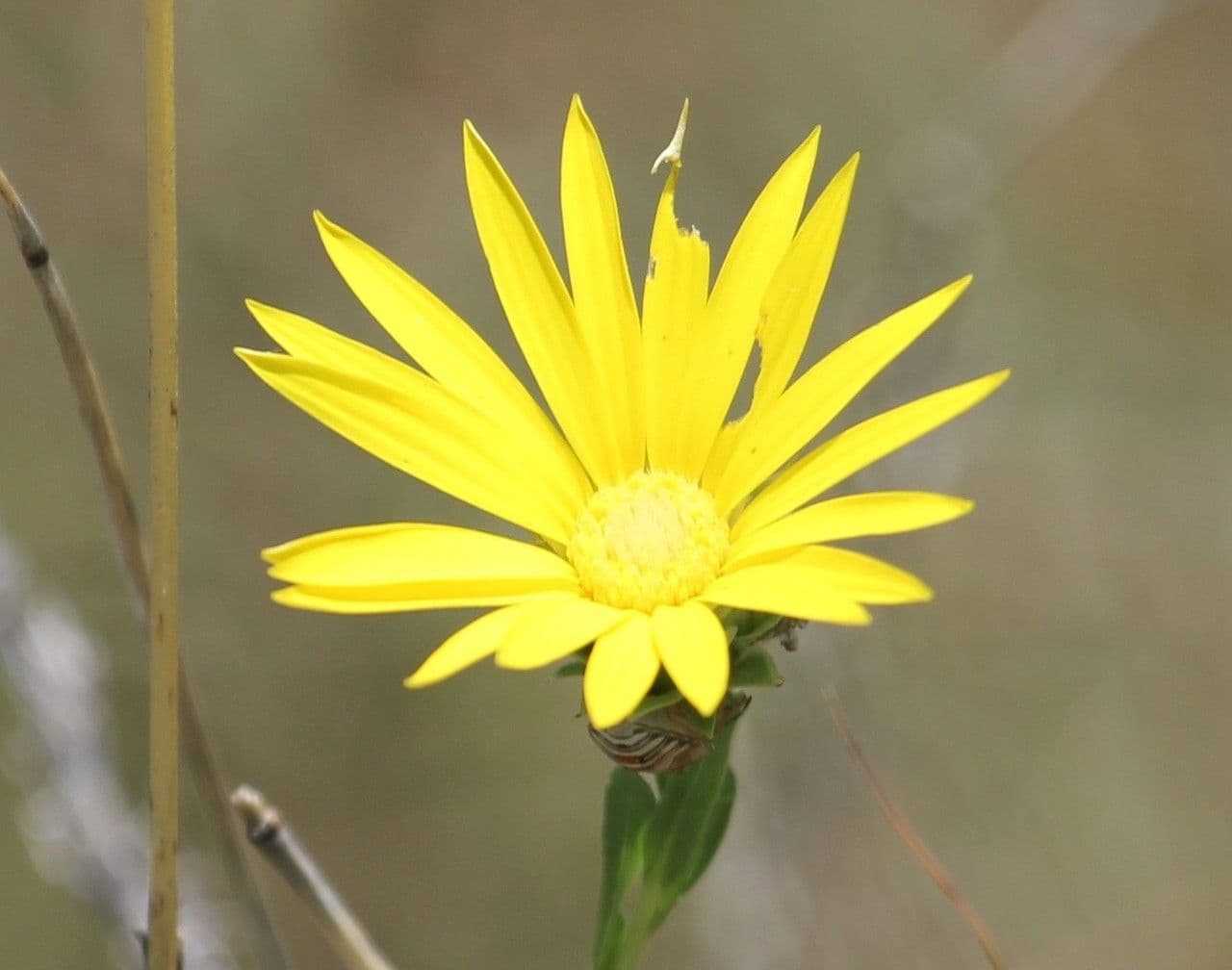 Xanthisma texaské 3