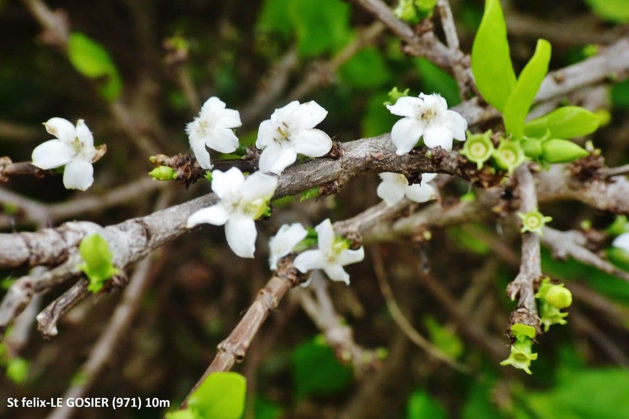 Randia Aculeata 21