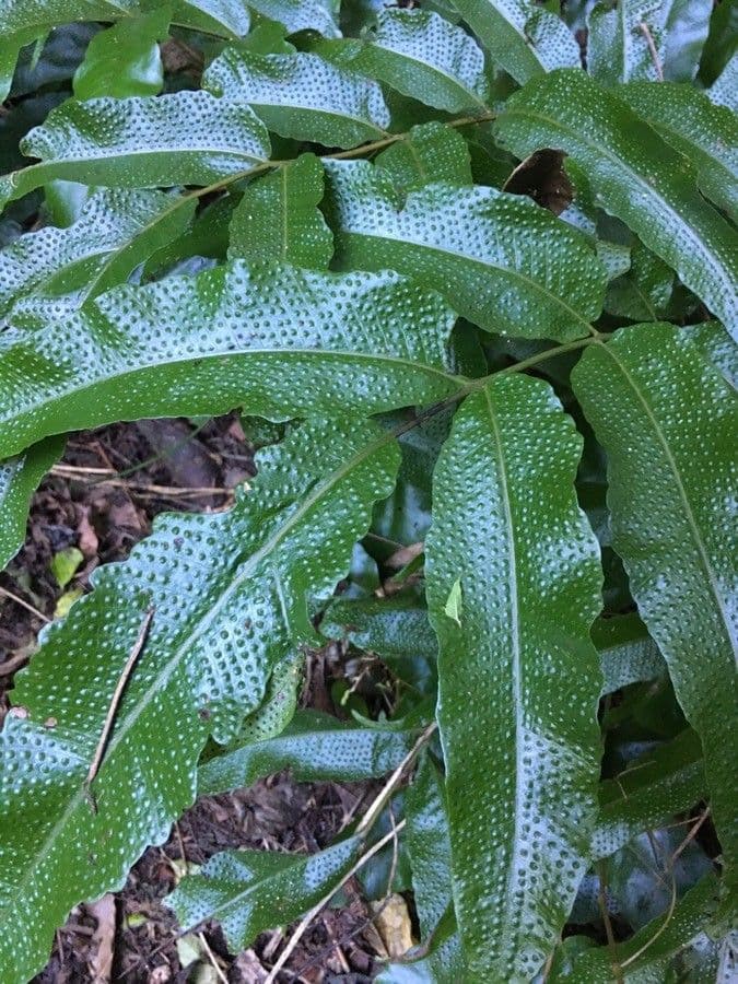 Tektaria wcinana 6