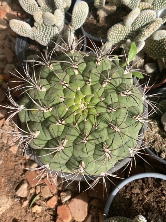 Cactus 19