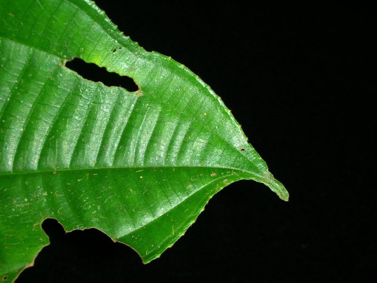 Conostegia 4