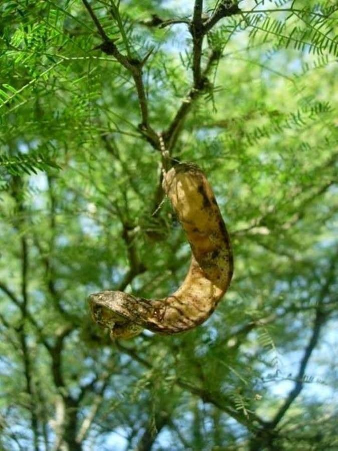Prosopis 4