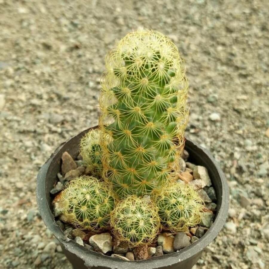 Cactus stella dorata 21
