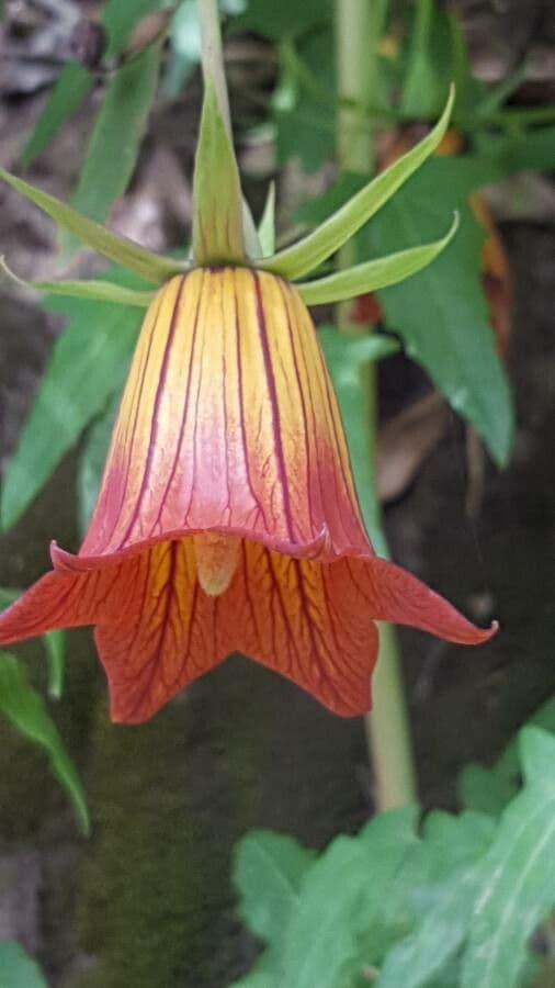 Canary bellflower 8