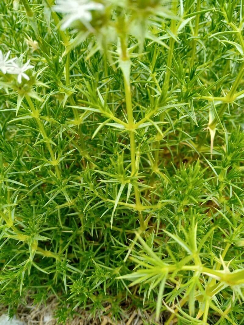 Drypis spinosa 6
