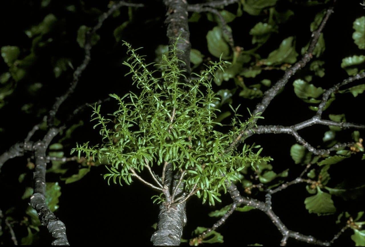 Misodendrum 5