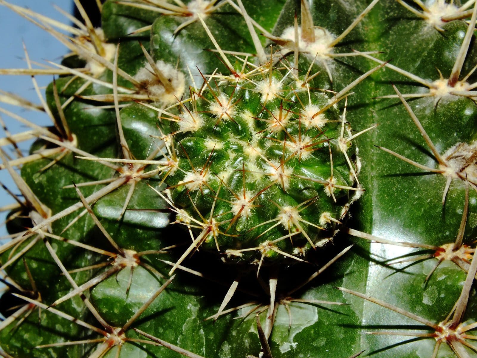 Thelocactus setispinus 9