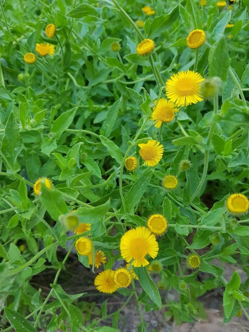 Pulicaria dysenterica 15