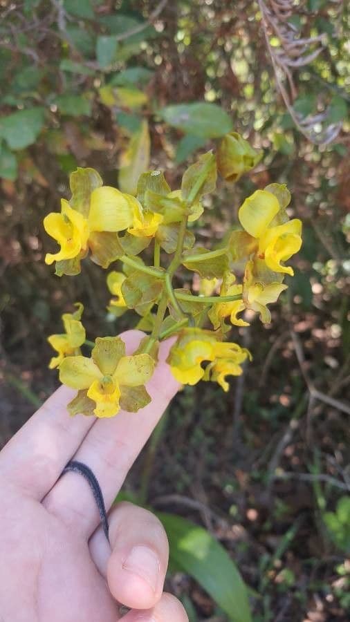 Andrsova orchidea