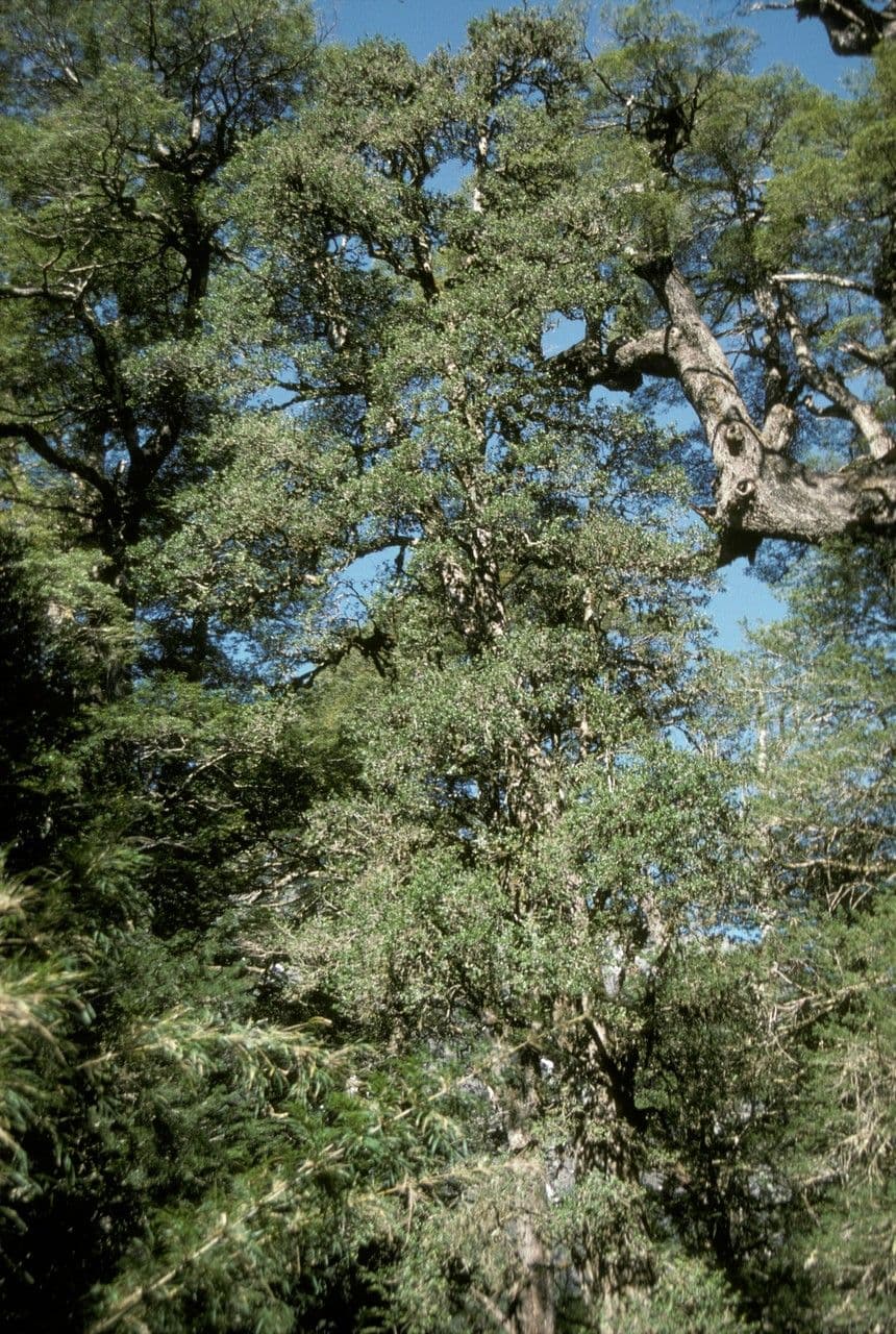 Archidasyphyllum 3