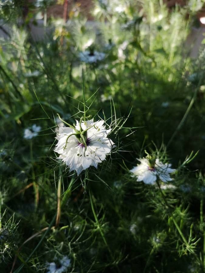 Damigella 6