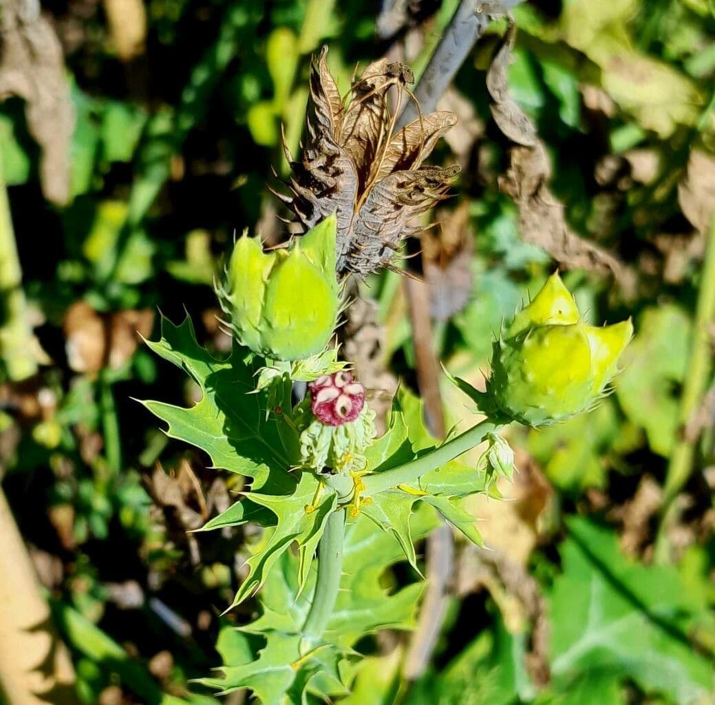 Argemone polyanthemos 4