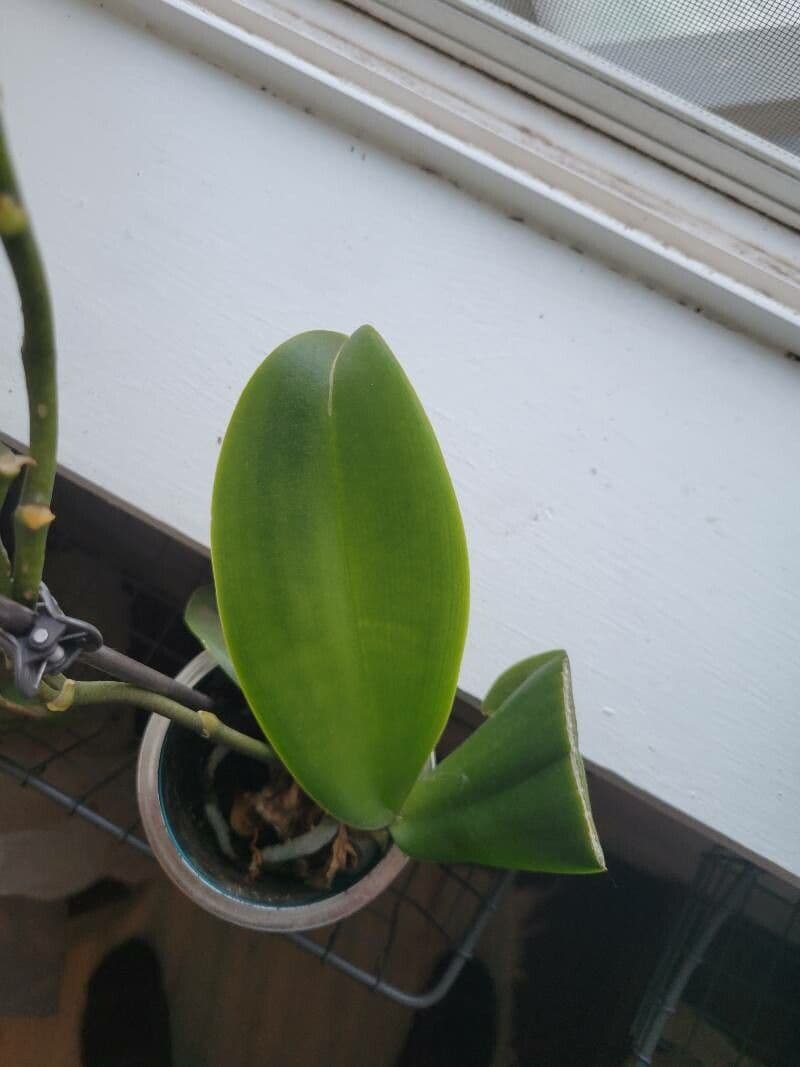 Orchidea farfalla 14