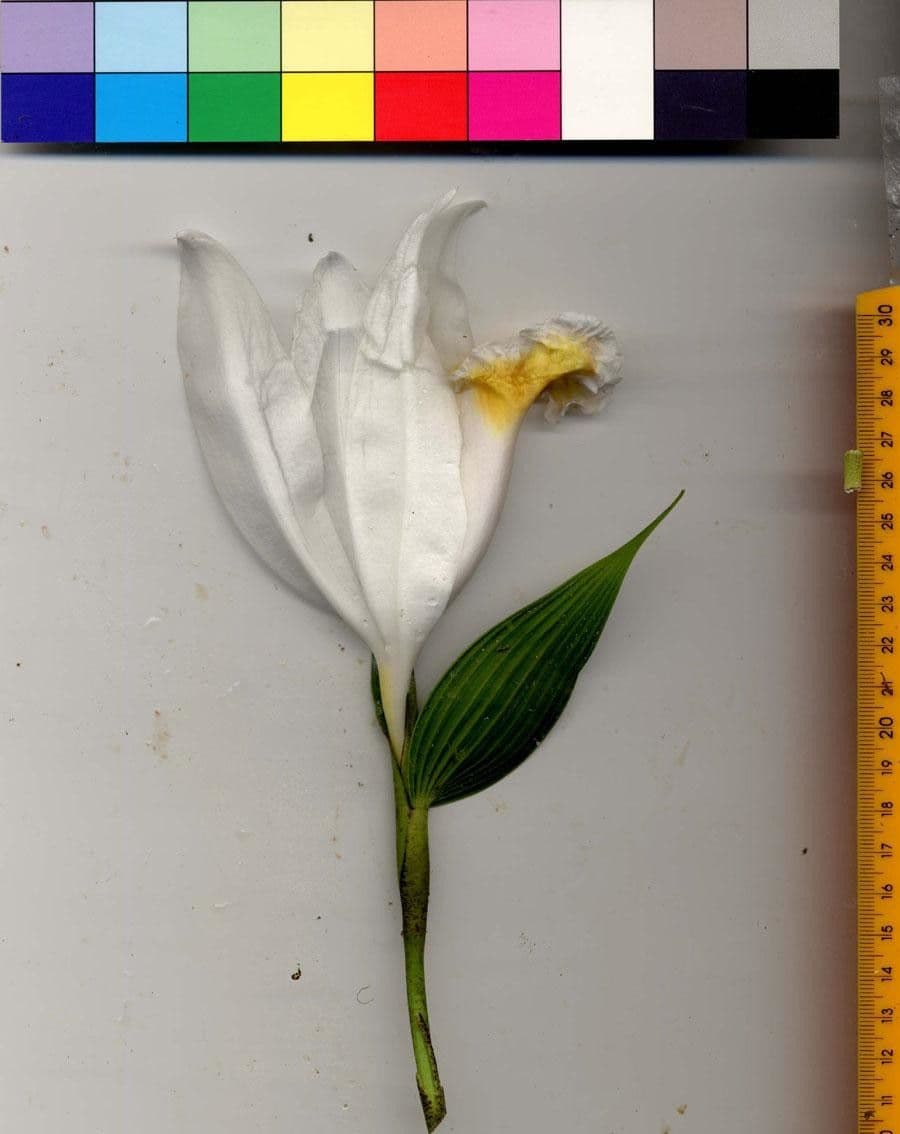 Sobralia 18