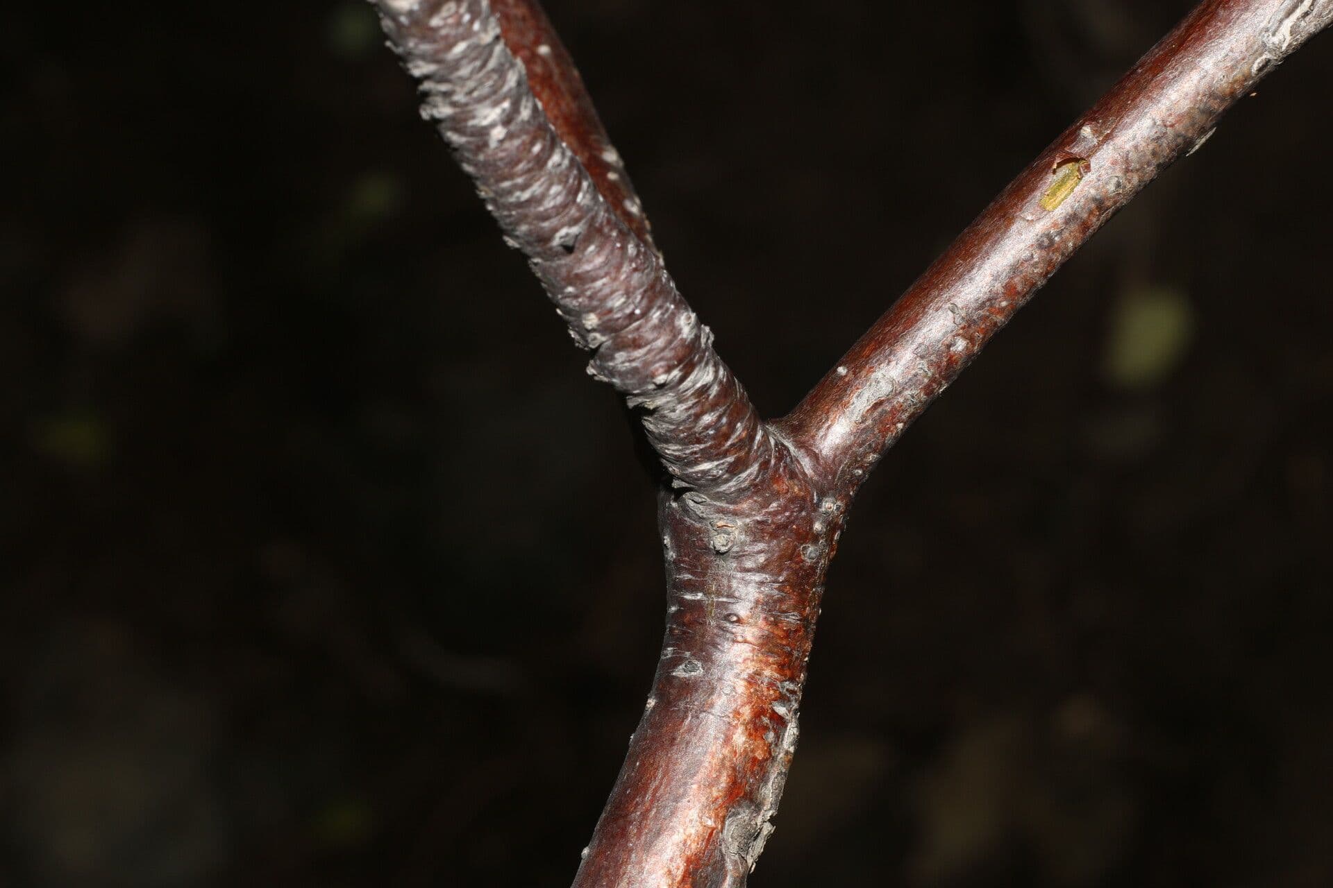 Amphipterygium 14